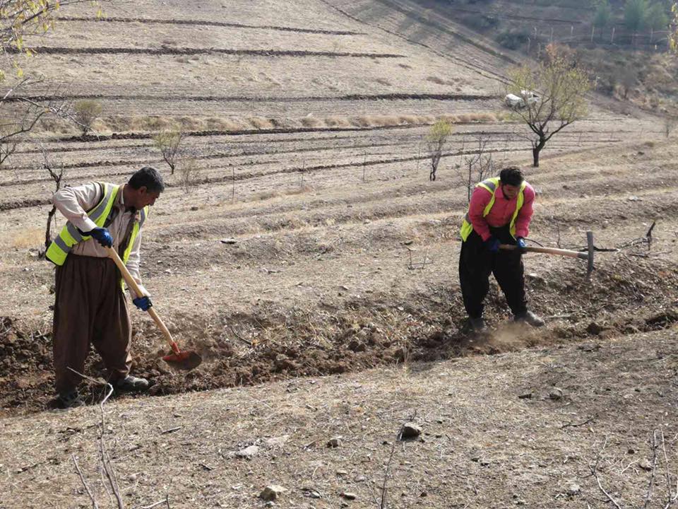 له‌ سلێمانی هه‌ڵمه‌تی خزمه‌تكردنی دارستانه‌كان ده‌ستی پێ كرد